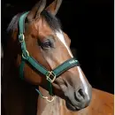 Back on Track Halfter Werano grün