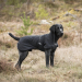 Back on Track Bark Allround Hundemantel schwarz 40