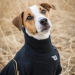 Back on Track Cassie Allwetter Hundepullover 30