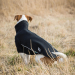 Back on Track Cassie Allwetter Hundepullover 30