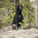 Back on Track Cassie Allwetter Hundepullover 30