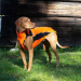 Back on Track Eddie Hundepullover Reflektierend 65