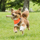 Back on Track Draco Bandana mit hoher Sichtbarkeit orange