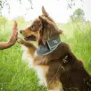 Back on Track Draco Bandana mit hoher Sichtbarkeit grau