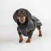 Back on Track Buddy Hundemantel lang schwarz 28 cm