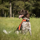 Back on Track POINT Sicherheits-Hundeweste S