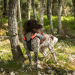 Back on Track TRAKK Hunde-Brustschutzweste