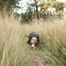 Back on Track BUDDY 2.0 Softshell-Hundemantel schwarz