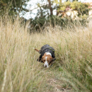 Back on Track BUDDY 2.0 Softshell-Hundemantel schwarz 44 cm