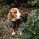 Back on Track BUDDY 2.0 Softshell-Hundemantel olivgrün