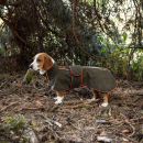Back on Track BUDDY 2.0 Softshell-Hundemantel olivgrün