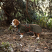 Back on Track BUDDY 2.0 Softshell-Hundemantel olivgrün