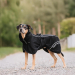 Back on Track BAY Netz-Hundemantel, Hoher Rutenansatz, schwarz 30 cm