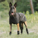 Back on Track BAY Netz-Hundemantel, Niedriger Rutenansatz, schwarz 25 cm