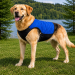 CaniCool Kühlweste für Hunde mit PCM Technologie – konstante Kühlung 21°C oder 29°C – wiederverwendbar, ohne Wasser – Hundekühlweste gegen Hitze S 29 Grad