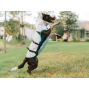 SUITICAL DRY Cooling Vest Hund Kühlweste