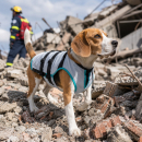 SUITICAL DRY® Cooling Vest Hund – bis 3 Tage Kühlung | 100% trocken