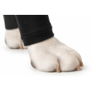 Suitical Recovery Sleeve® – Professioneller Vorderbeinschutz für Hunde