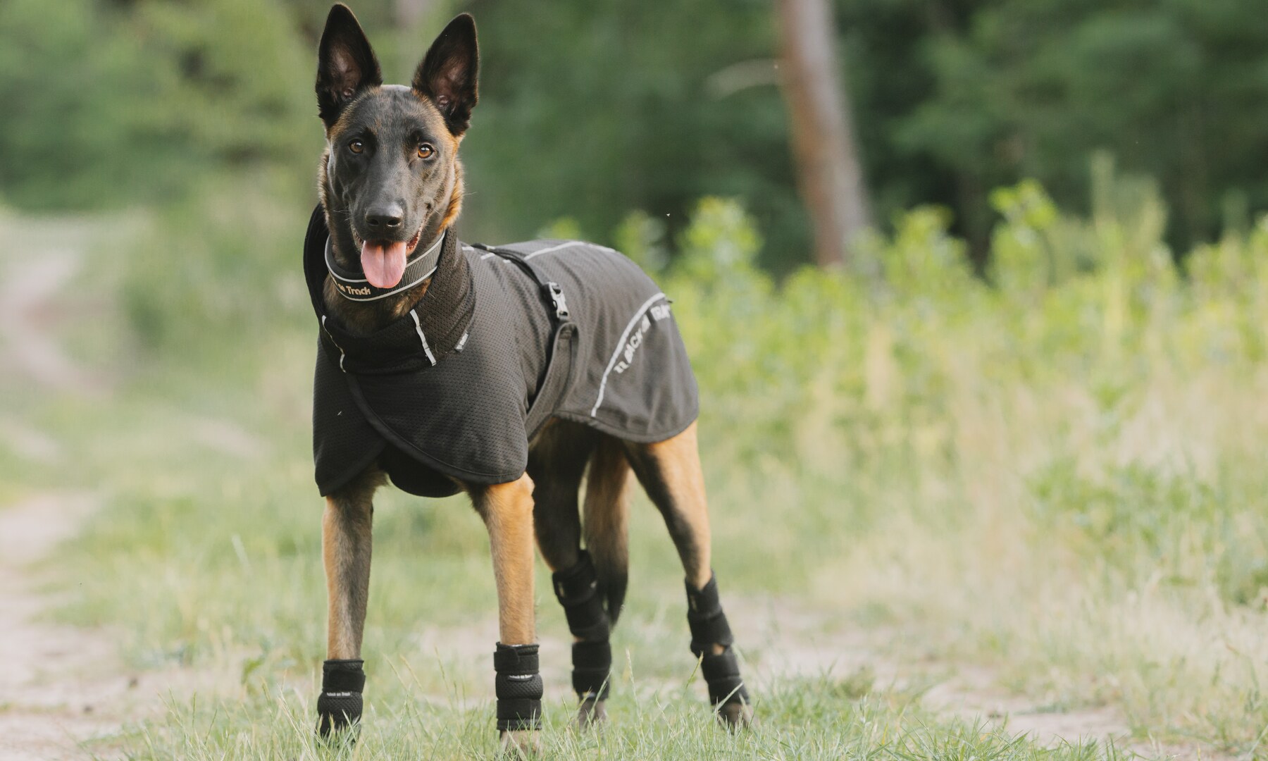 Hund bei Mobility in Harmony