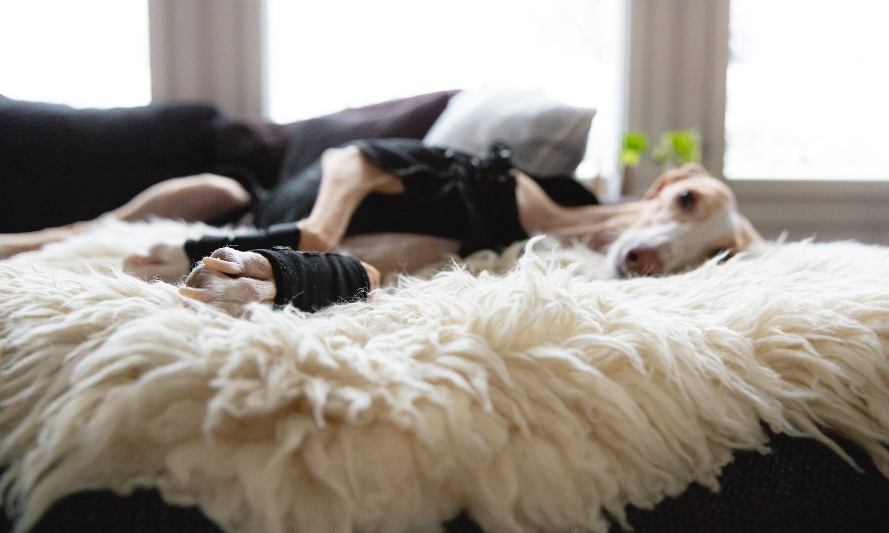 Whippet / Greyhound / Windhund bei Mobility in Harmony