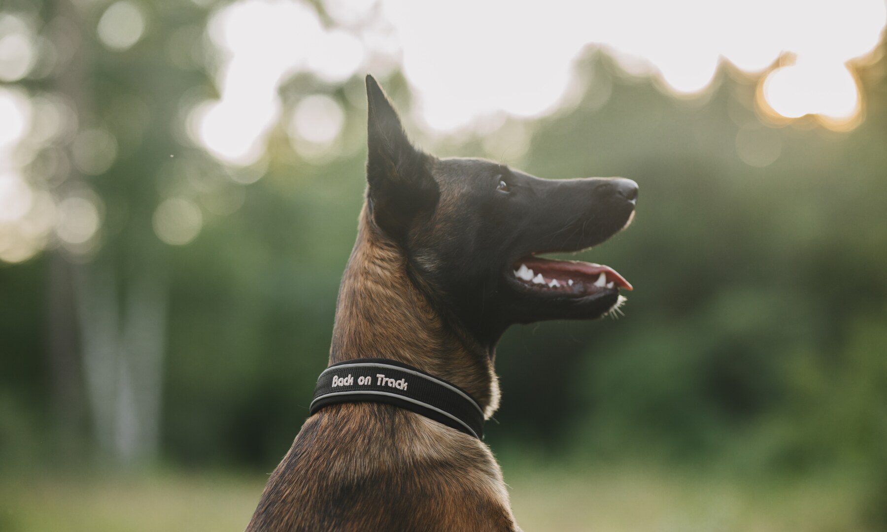 Hundezubehör