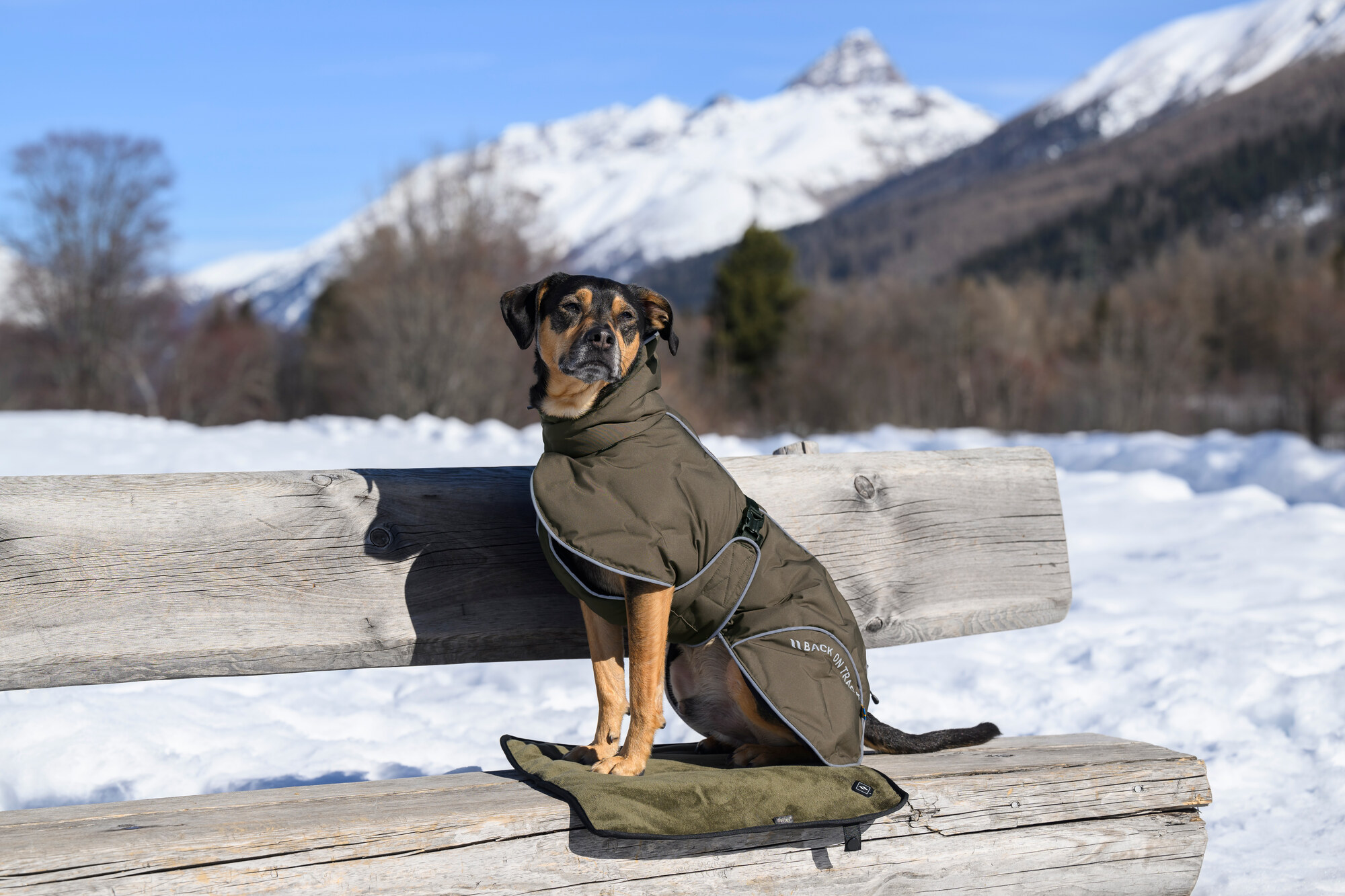 Hund trägt den Back on Track BAY Wintermantel mit hohem Rutenansatz