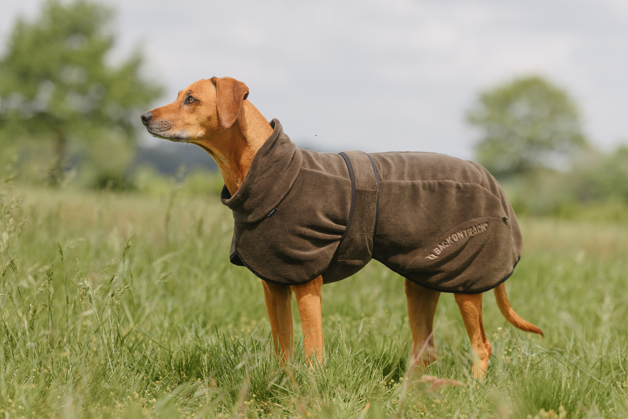 Hund trägt den Back on Track BAY Bademantel mit niedrigem Rutenansatz