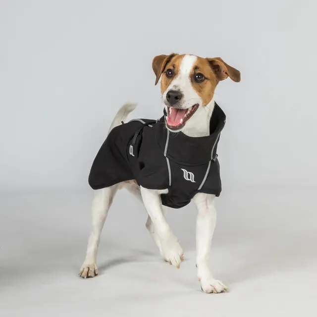 Schwarzer BARK am Terrier, frontale Studio-Trageansicht
