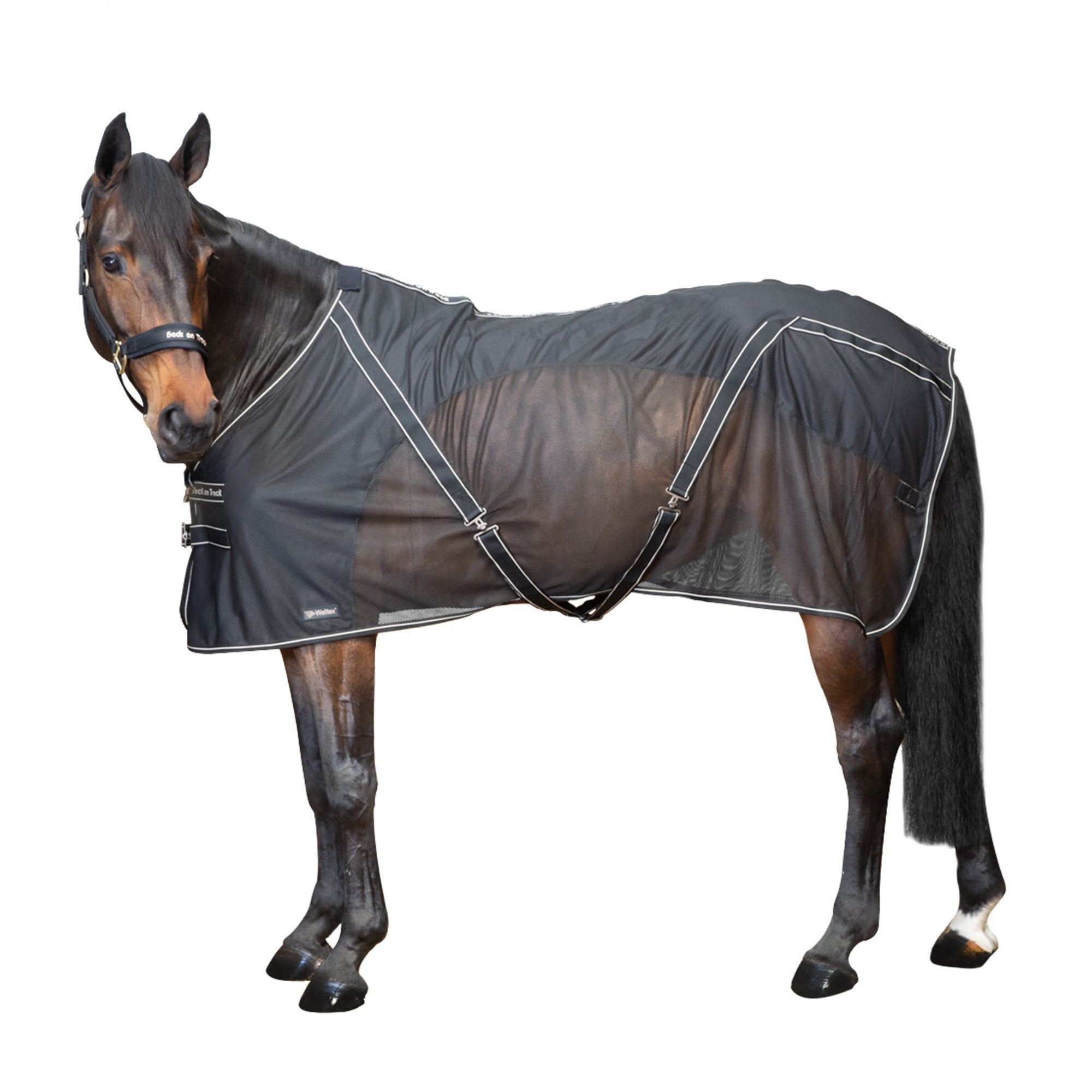 Sienna Cooler-Decke 2188: am pferd studio
