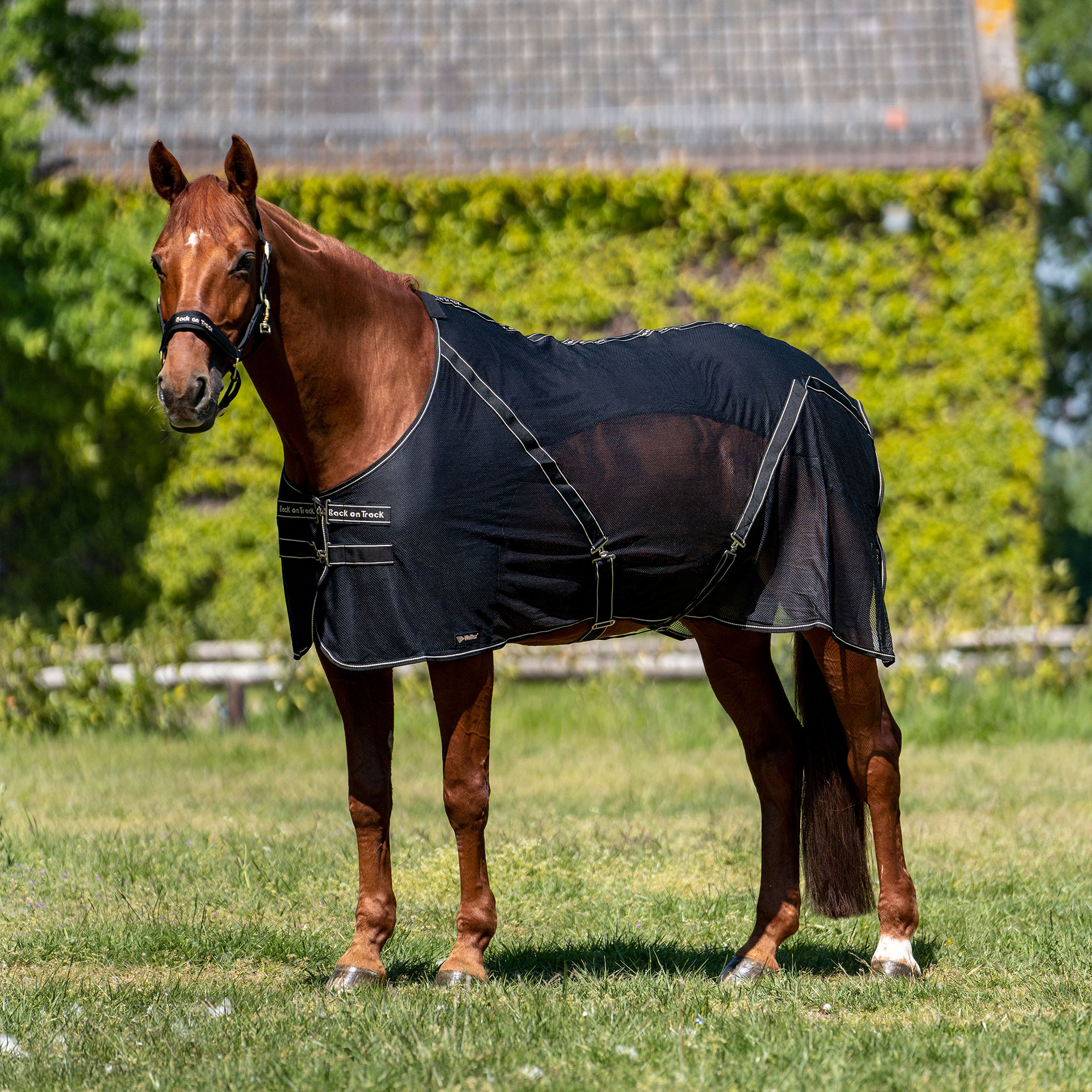 Sienna Cooler-Decke 2188: pferd auf wiese