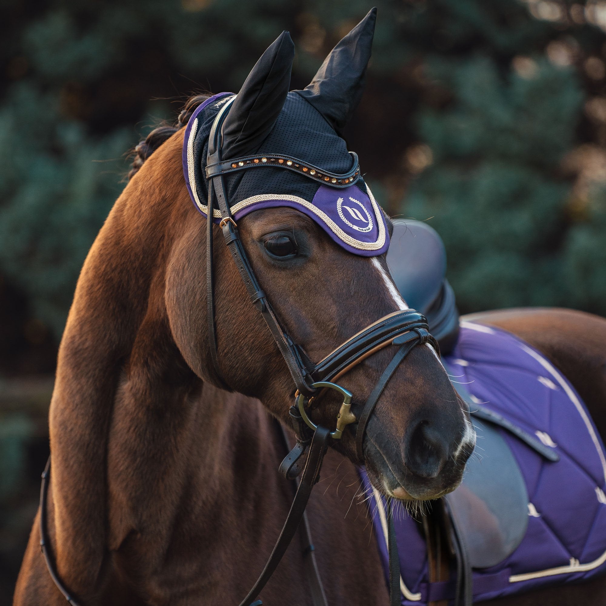 Nights Collection Fliegenohren 2404: violett am pferd