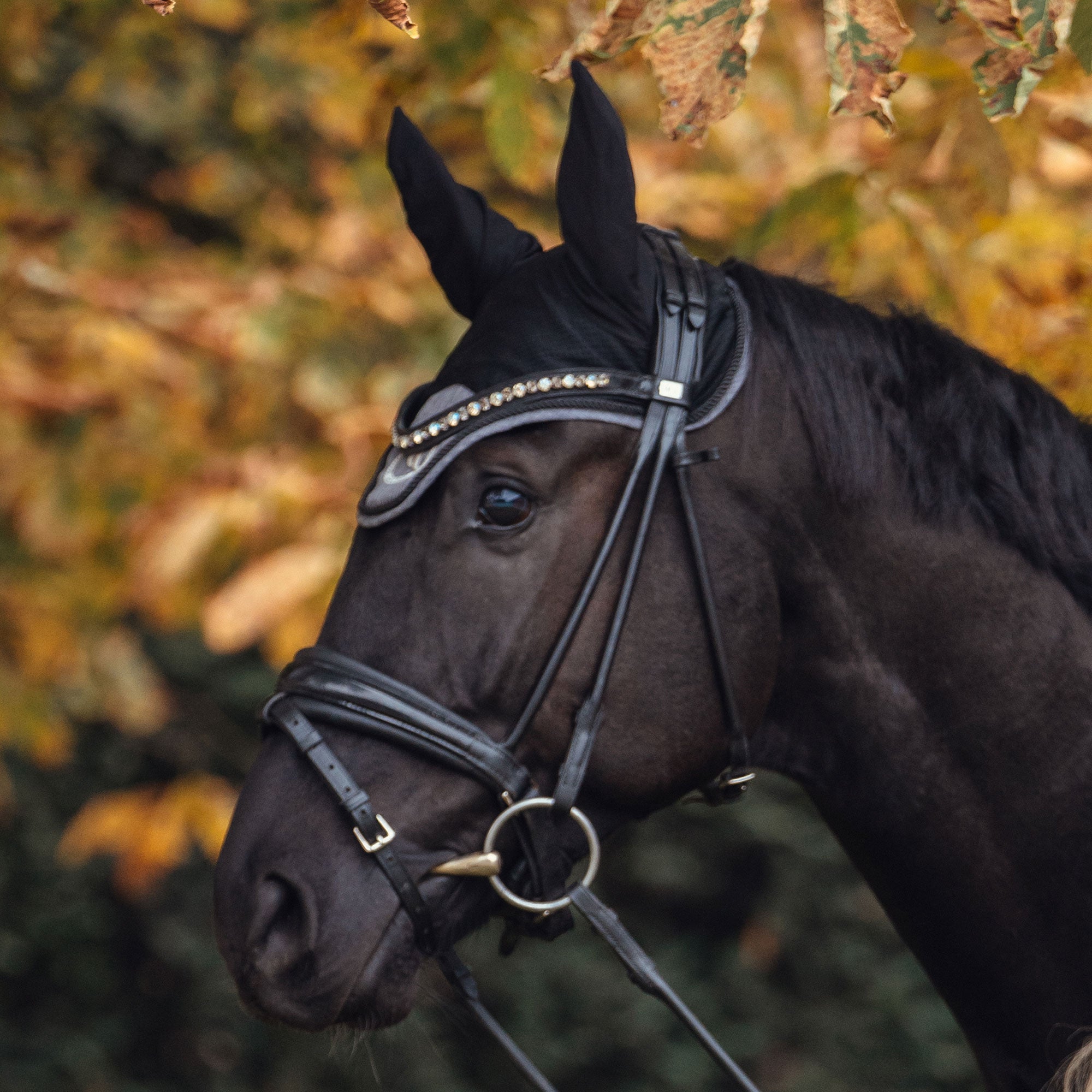 Haze Collection Fliegenhaube 2415: grau am pferd im herbst