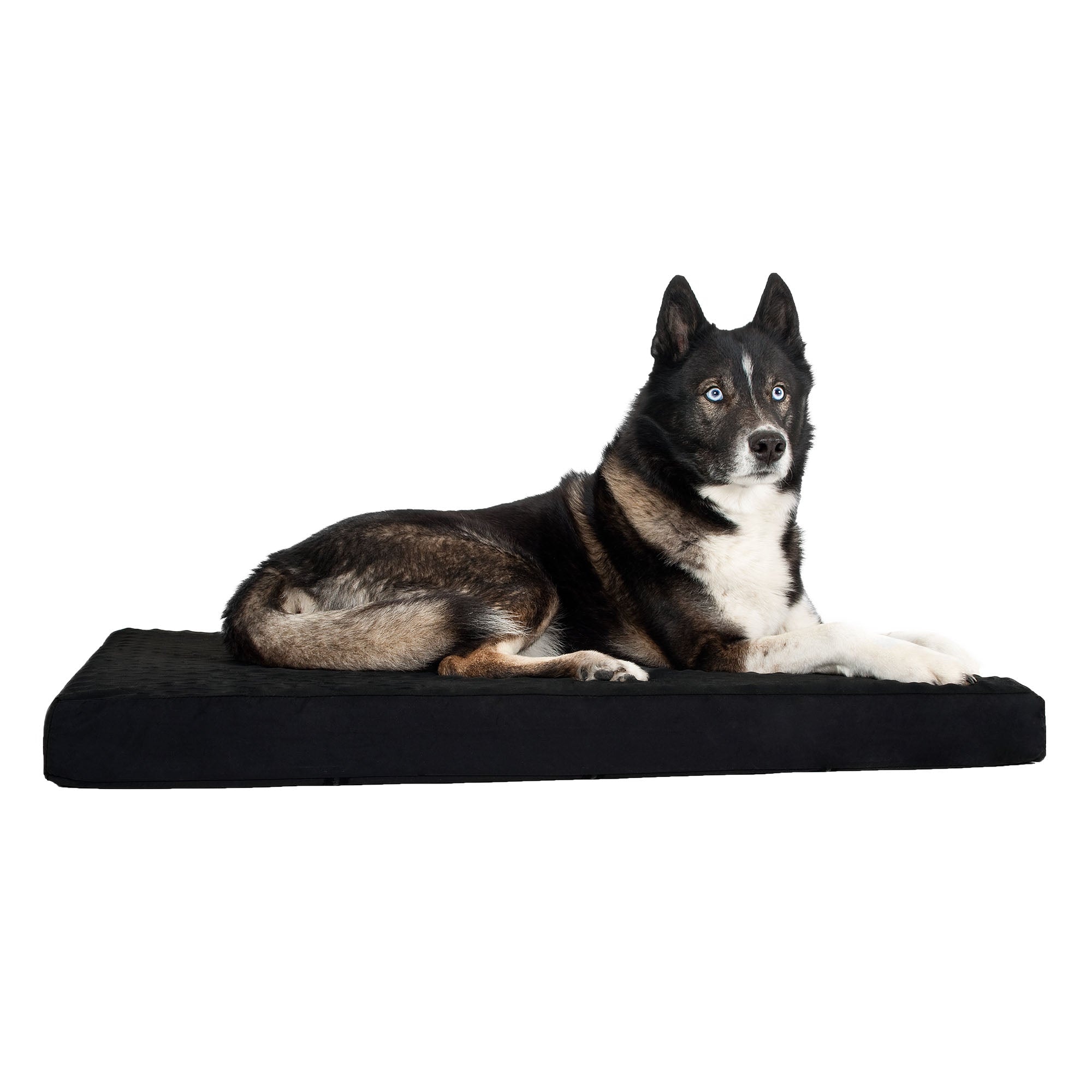 Hundematratze 3030, schwarz-weißer Hund auf der Matratze