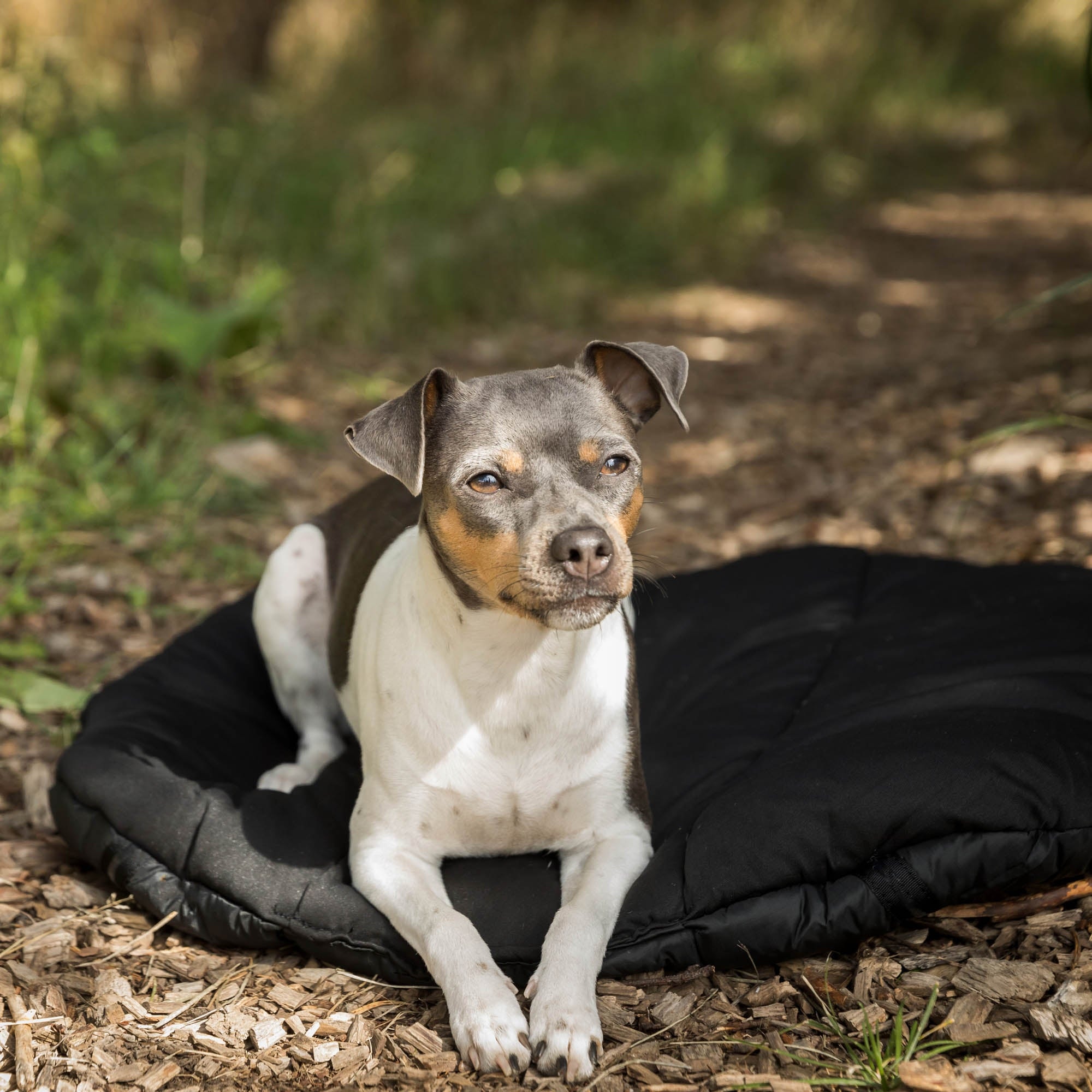 Ovales Reisebett mit ruhendem Hund im Freien