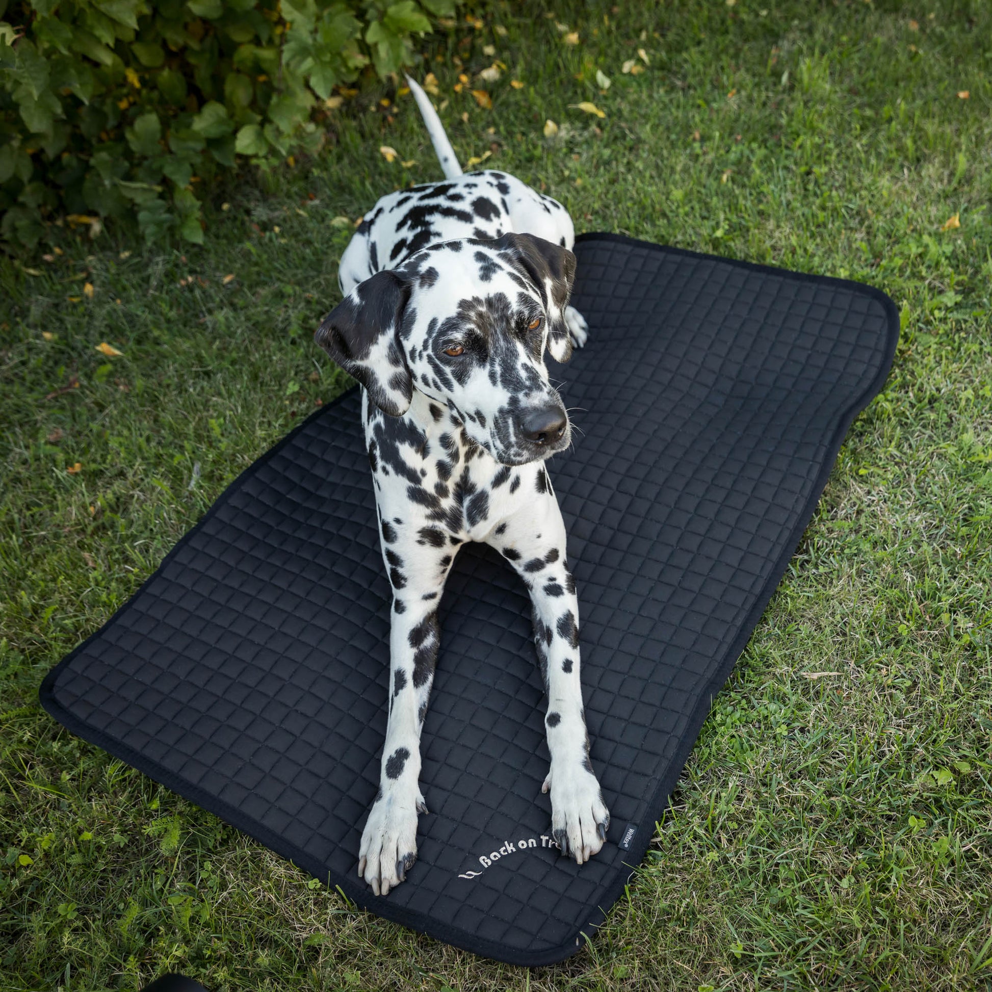 ALLROUND Hundematte 3034 mit Dalmatiner im Garten