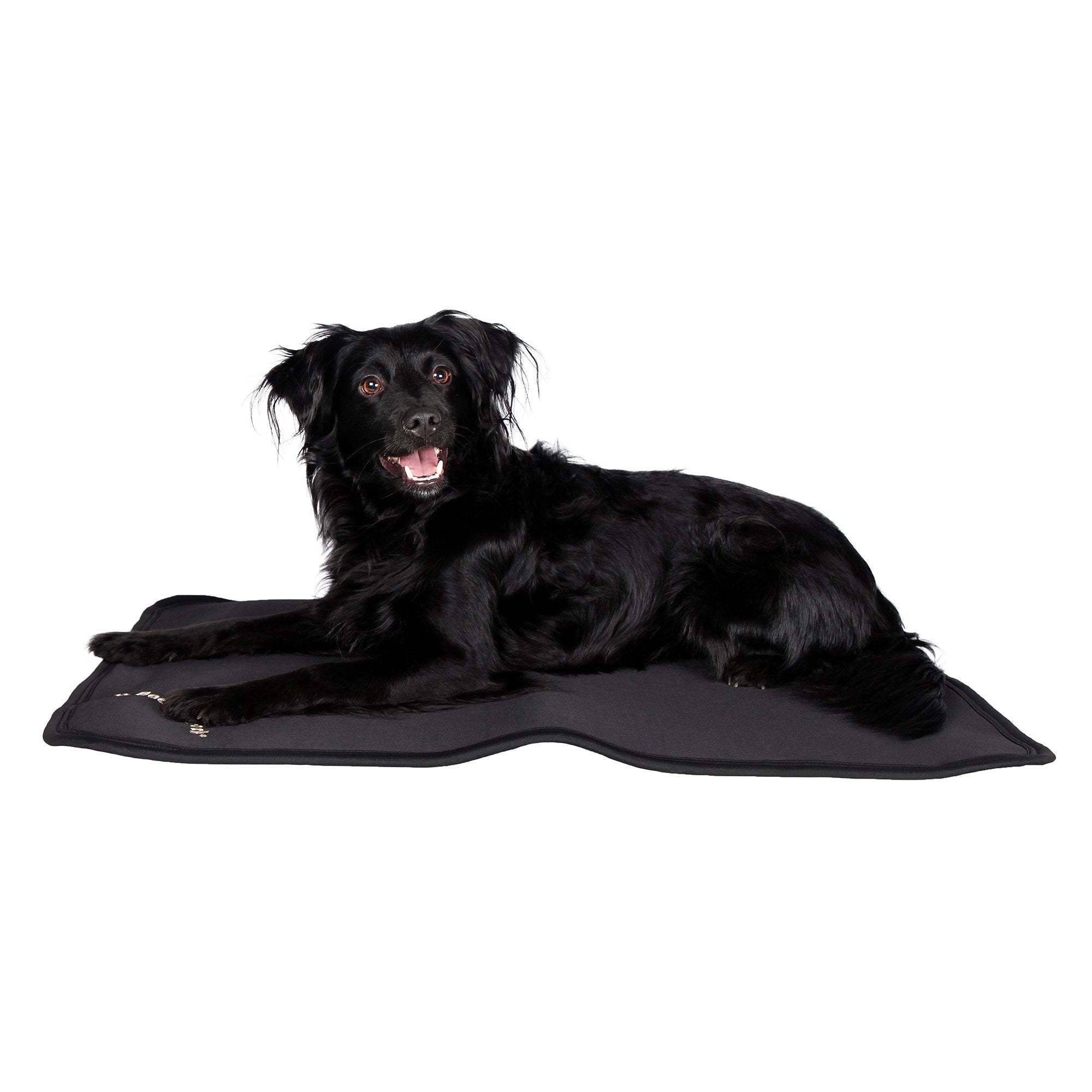 CAGE FIT 3035 mit schwarzem Hund, seitliche Studioansicht