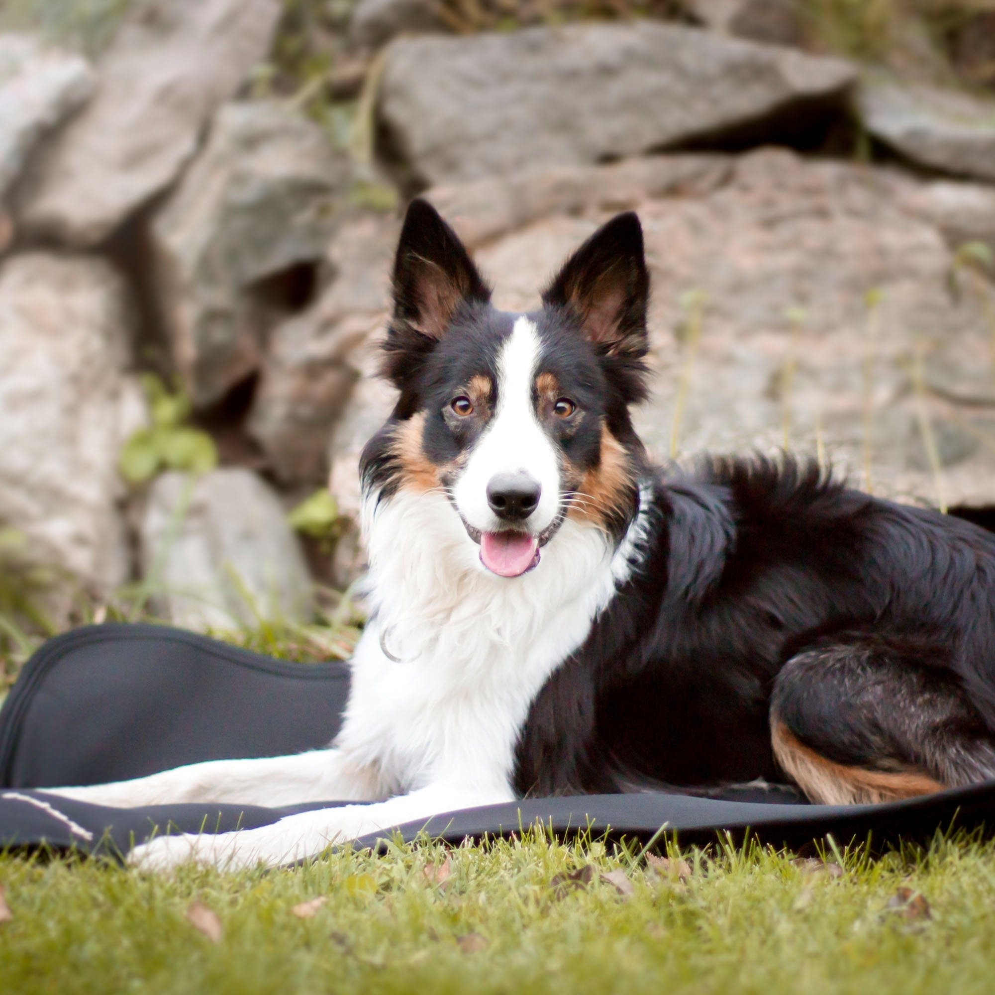 CAGE FIT 3035 mit Hund im Garten vor einer Steinmauer