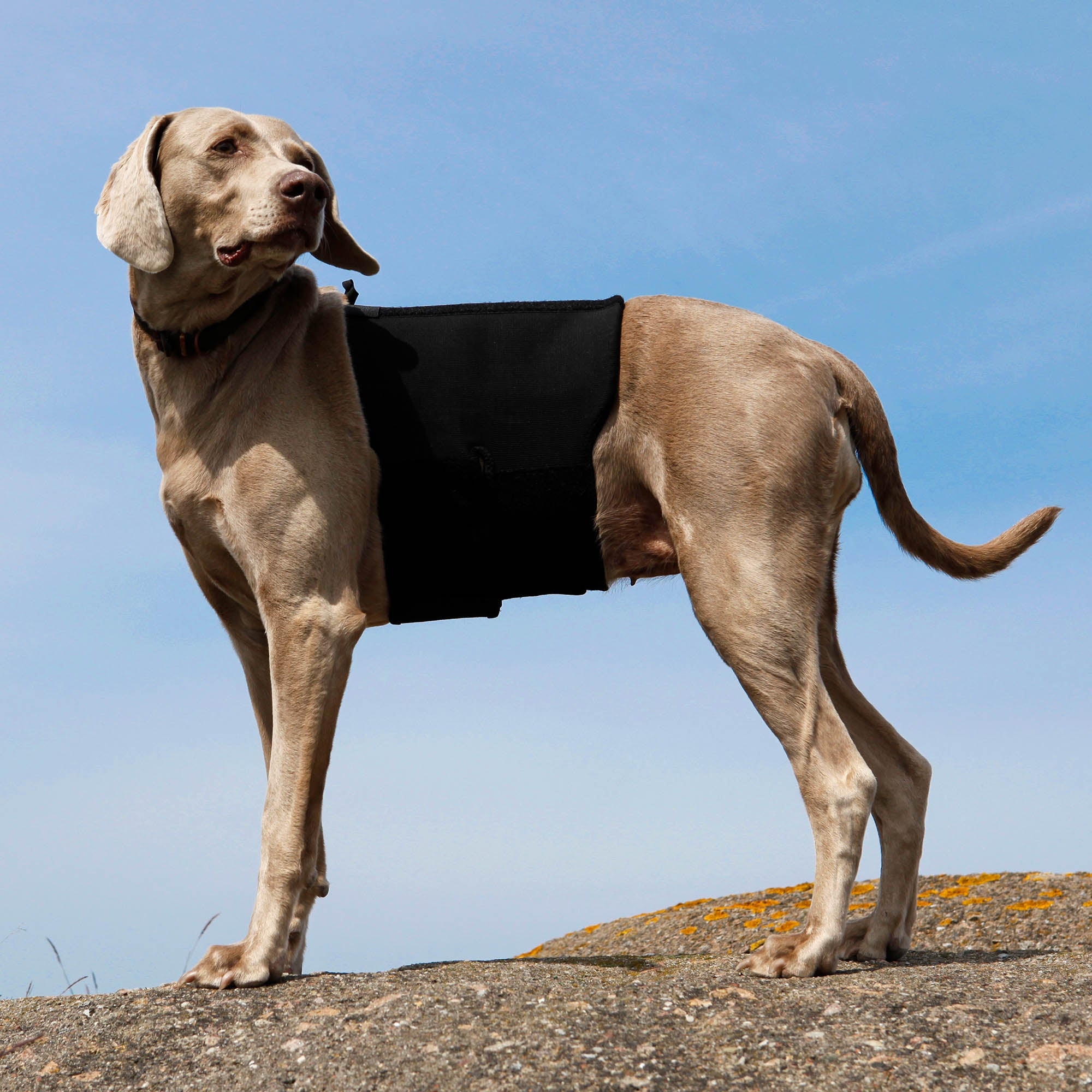Hunde-Rückenschoner am stehenden Hund im Freien