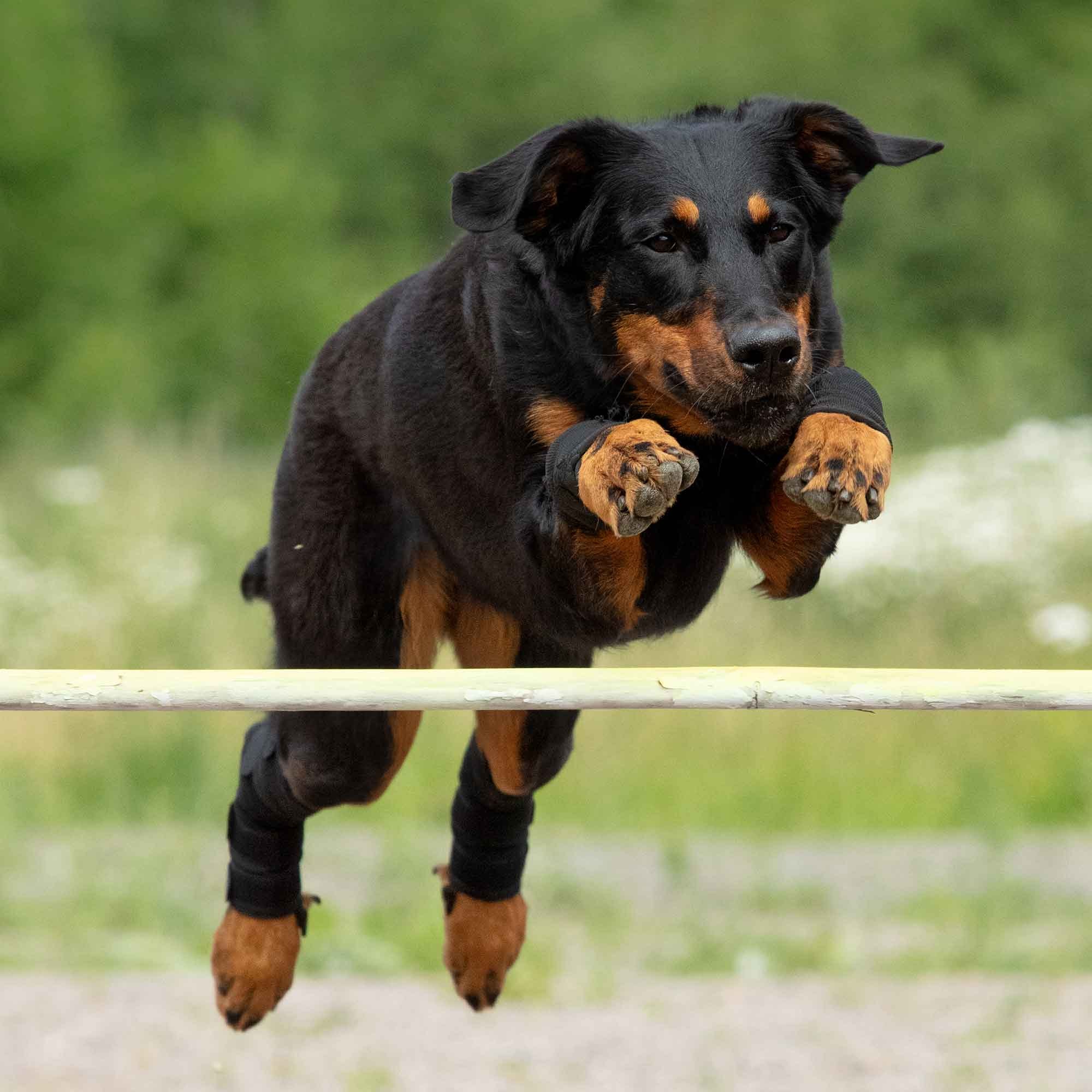 Hundesprunggelenkschoner 3102 an den Hinterläufen eines Hundes beim Hürdensprung