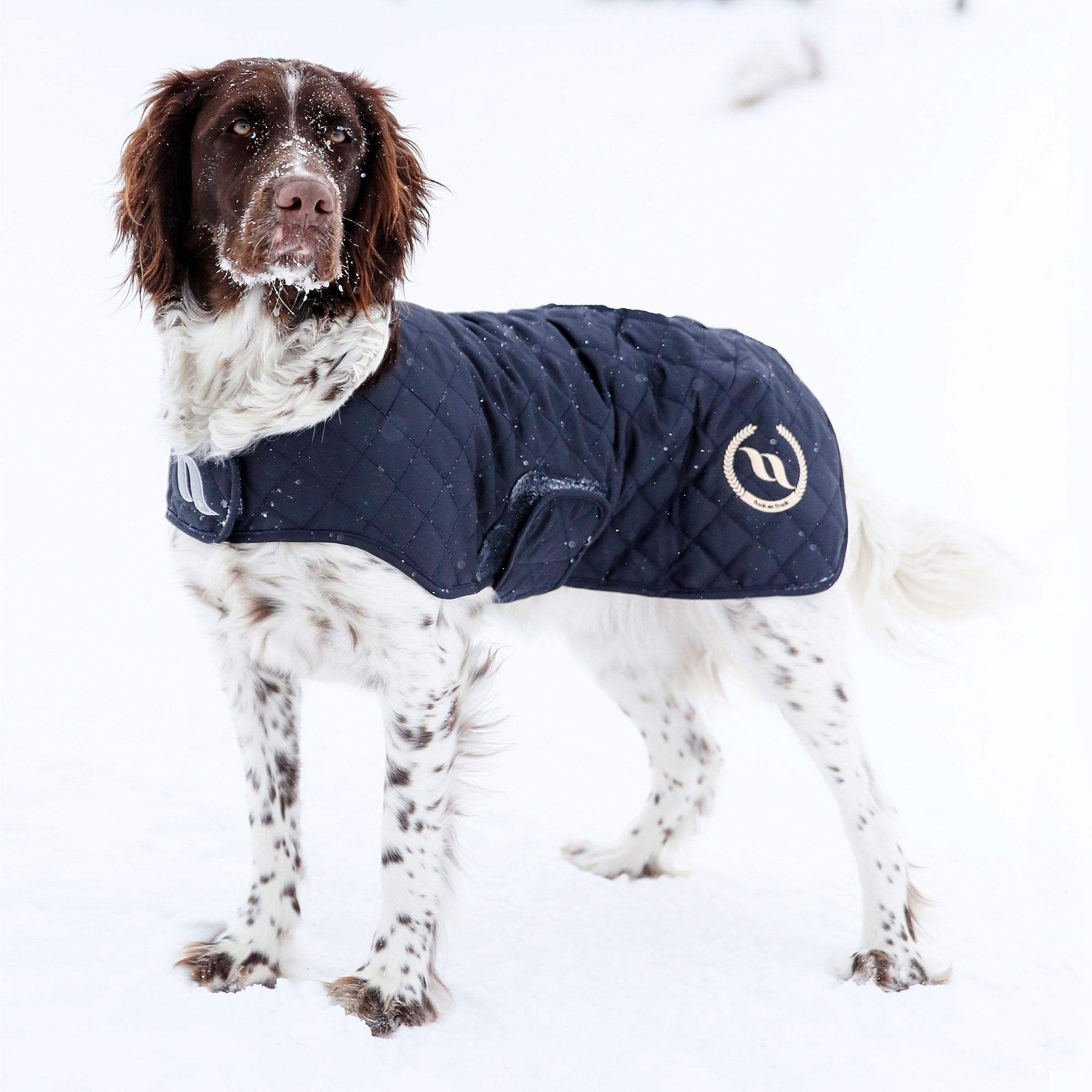 NIGHTS COLLECTION 3203 am braun-weißen Hund im Schnee