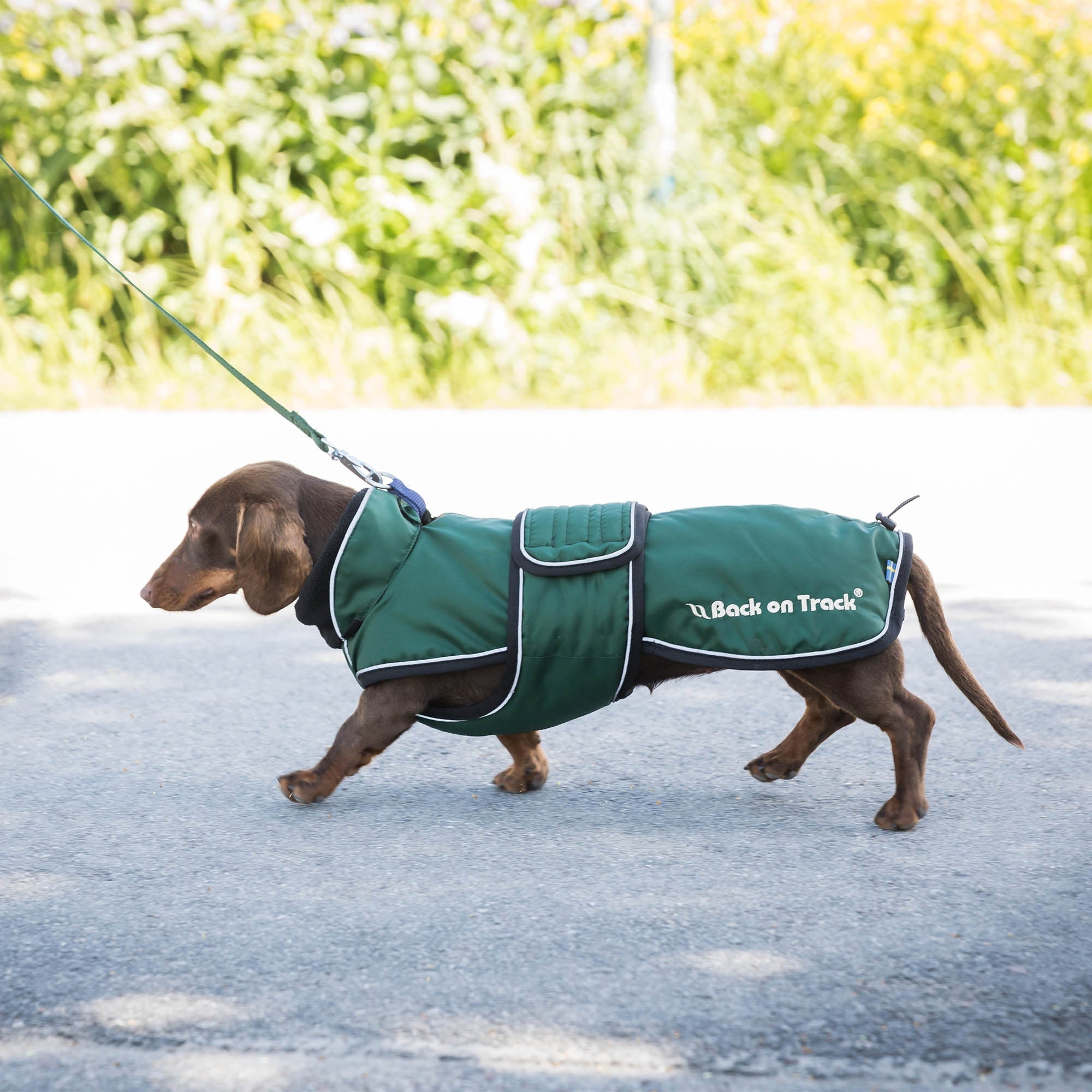 BUDDY Hundemantel lang 3213 in Grün am laufenden Dackel im Freien