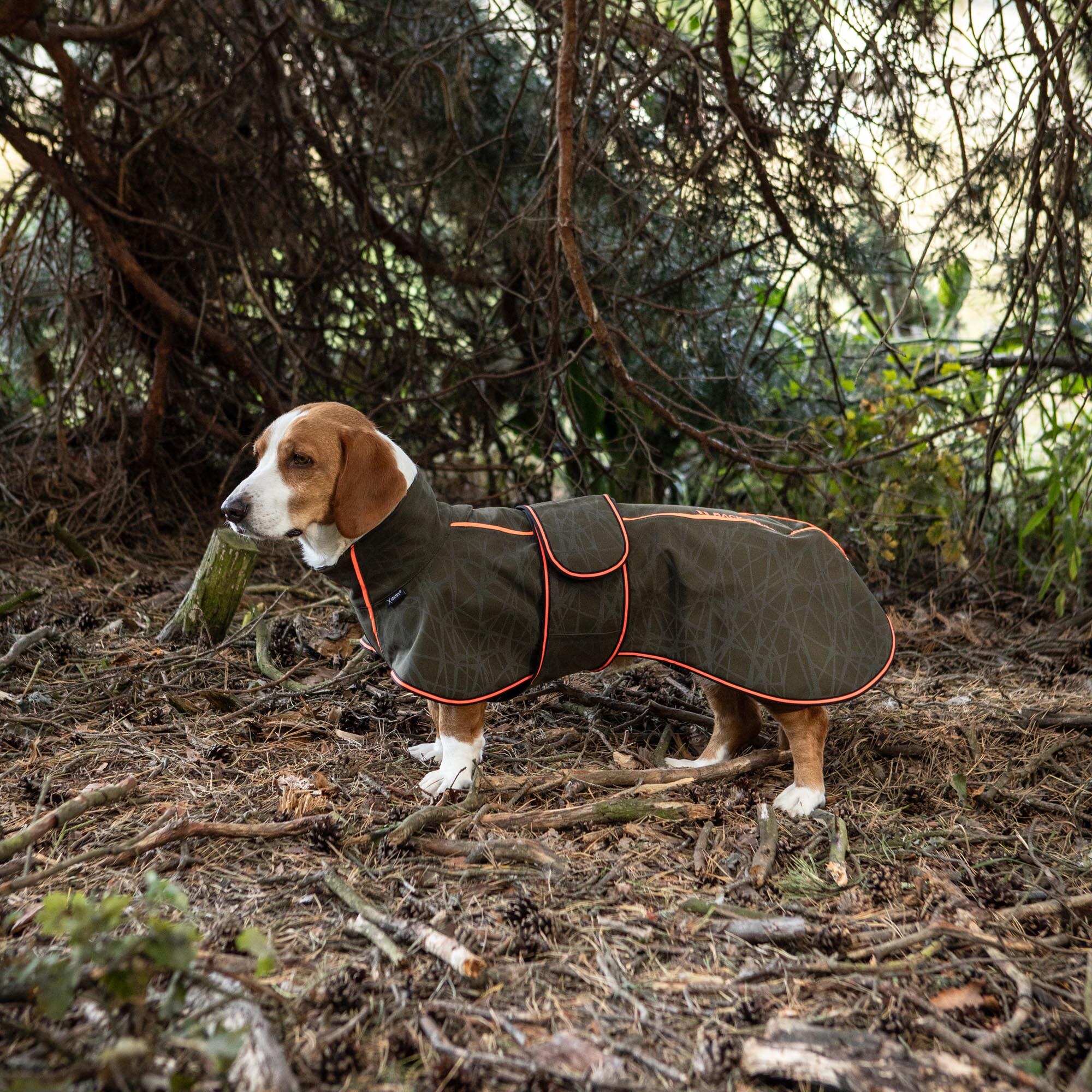 BUDDY 2.0 Softshell-Hundemantel in Oliv beim Spaziergang im Wald