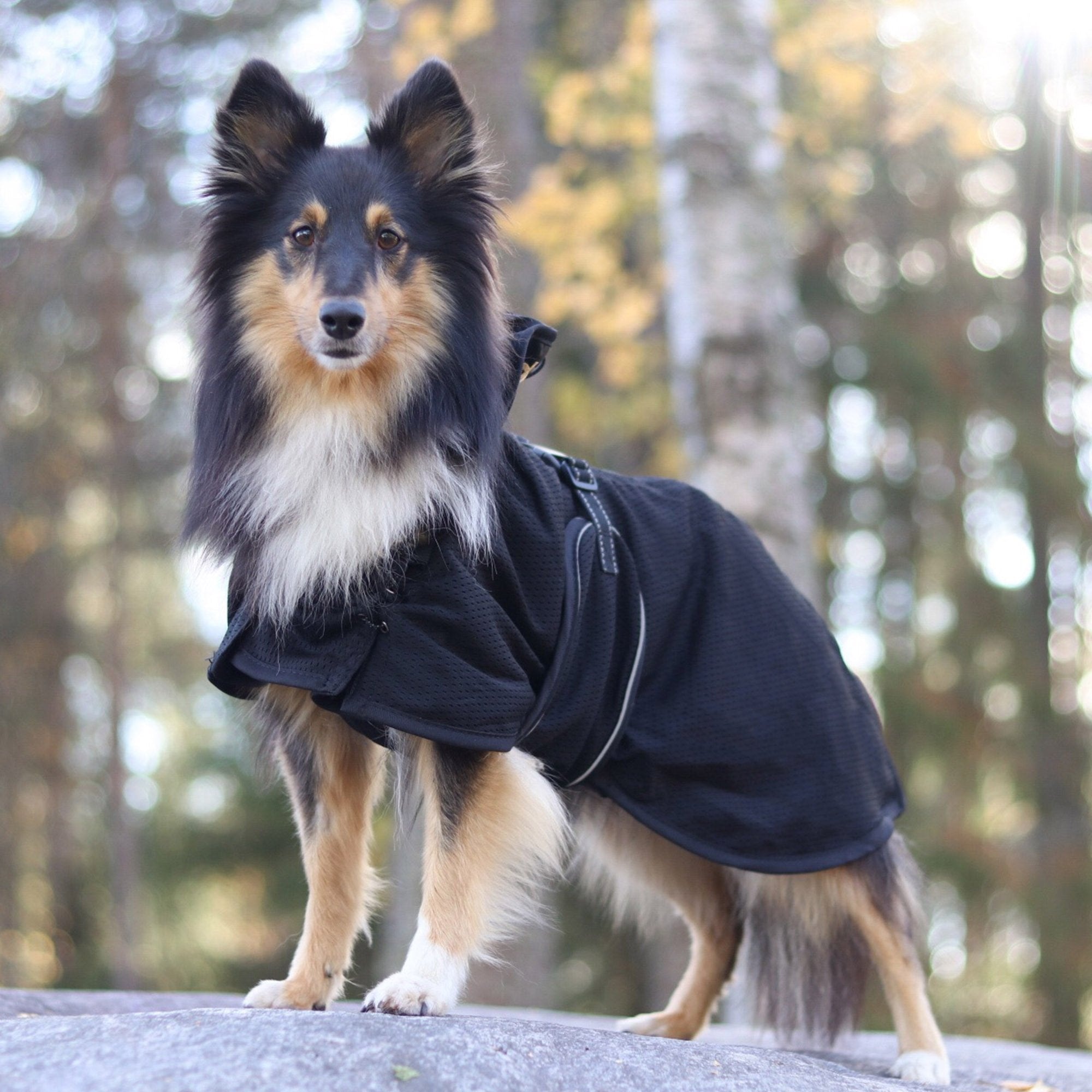 Hunde-Netzmantel 3218 in Dunkelblau am stehenden langhaarigen Hund im Wald