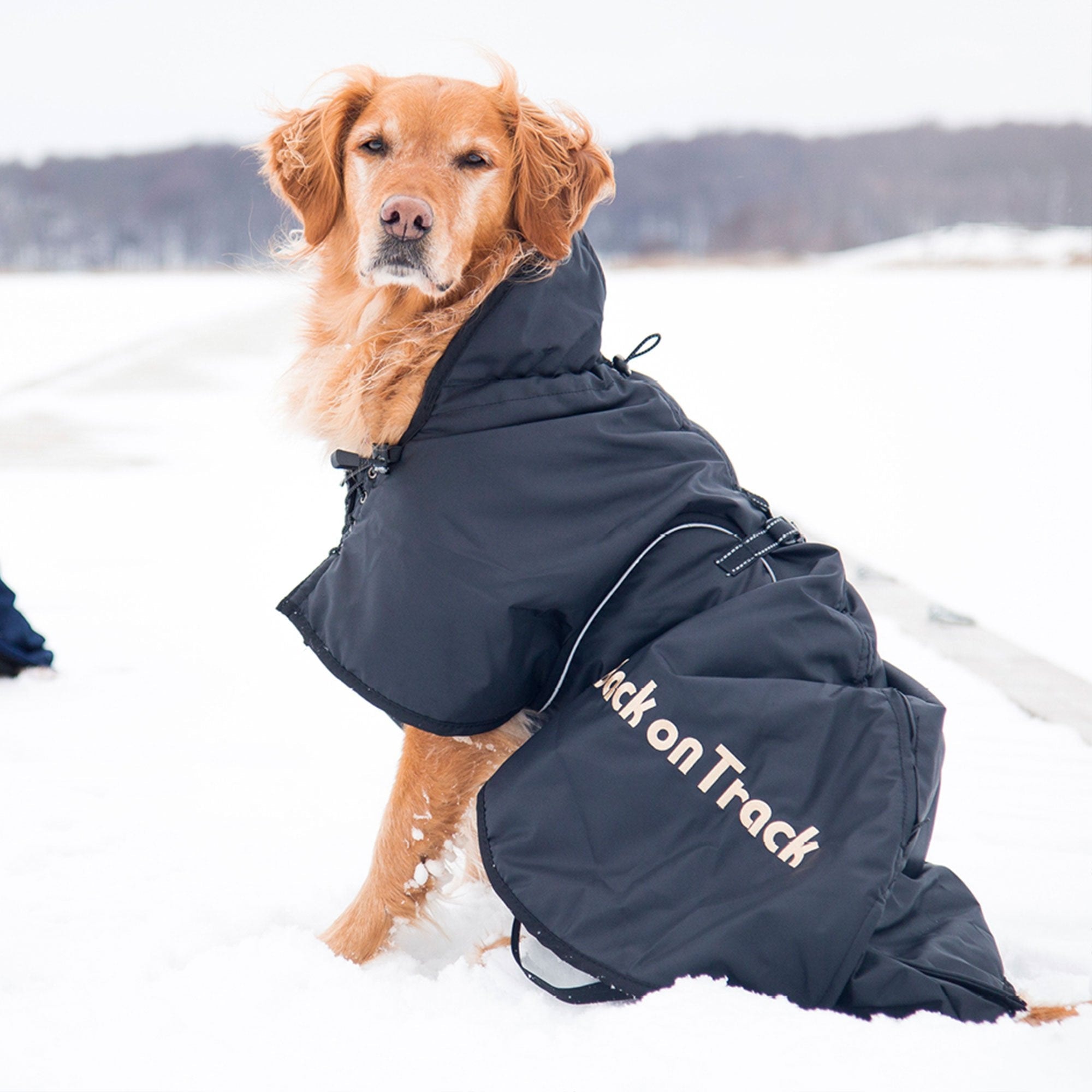 Hunde-Standardmantel 3220 am sitzenden braunen Hund im Schnee