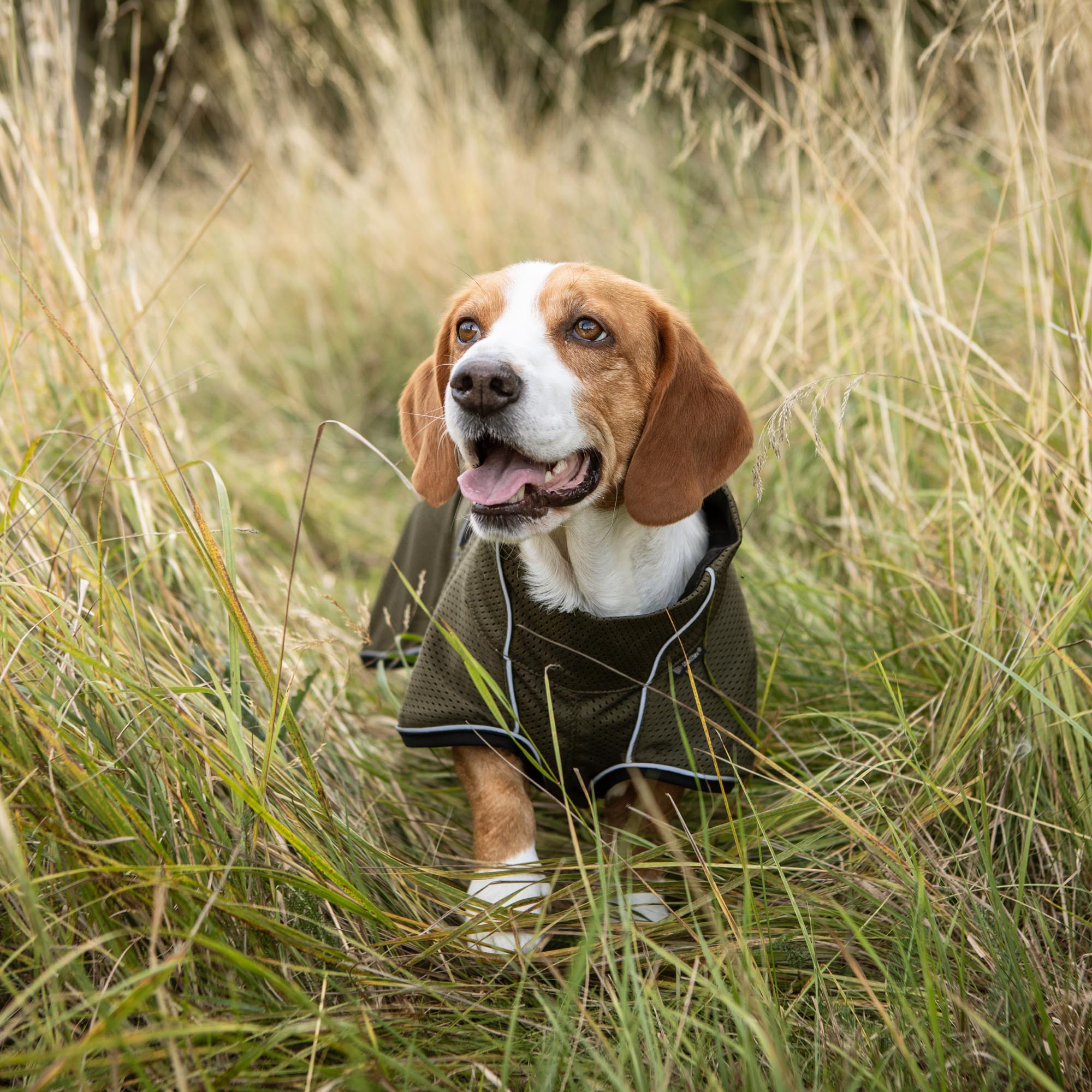 BUDDY 2.0 Netzmantel in Oliv am Hund im hohen Gras