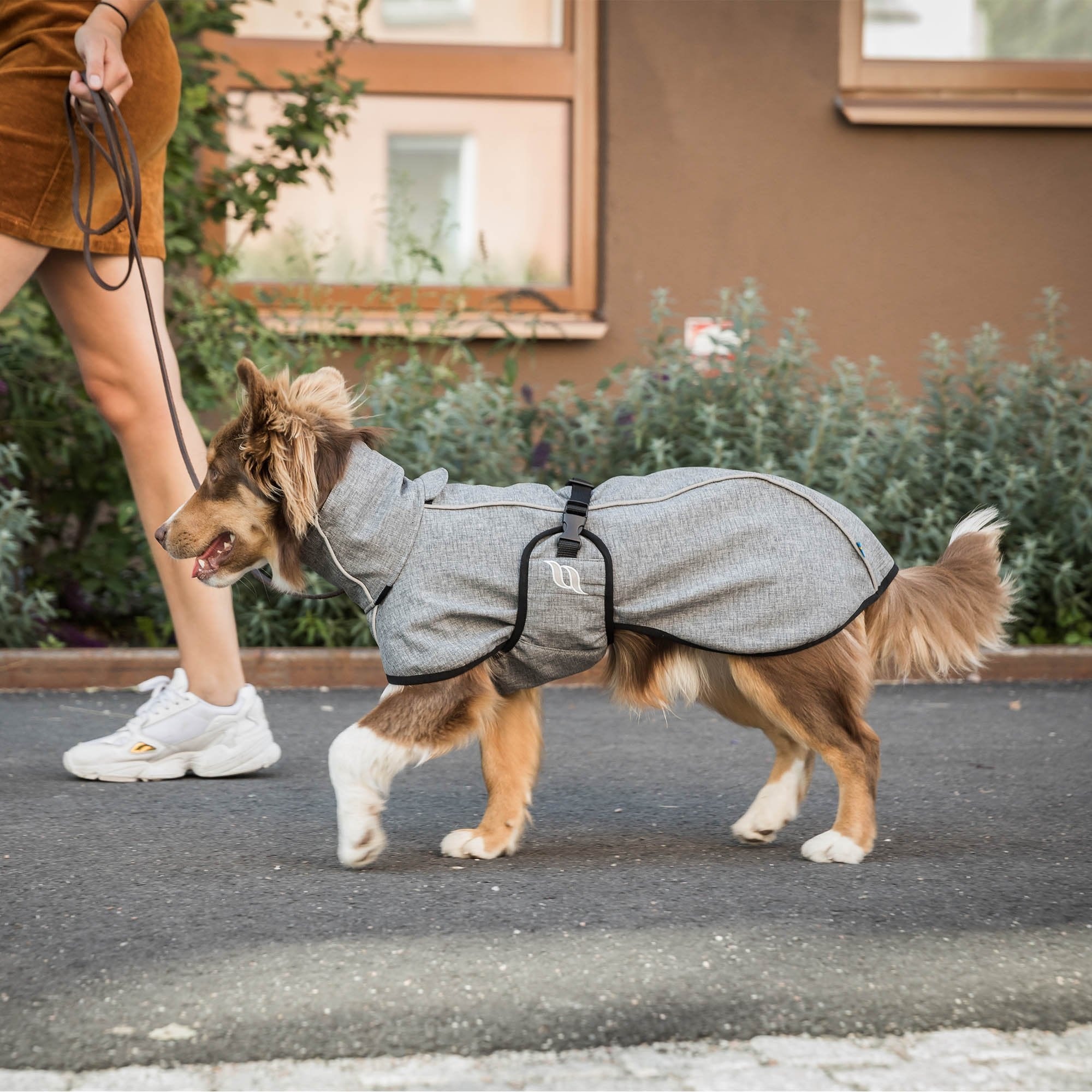 Grauer NELLA am gehenden Collie auf einem Gehweg