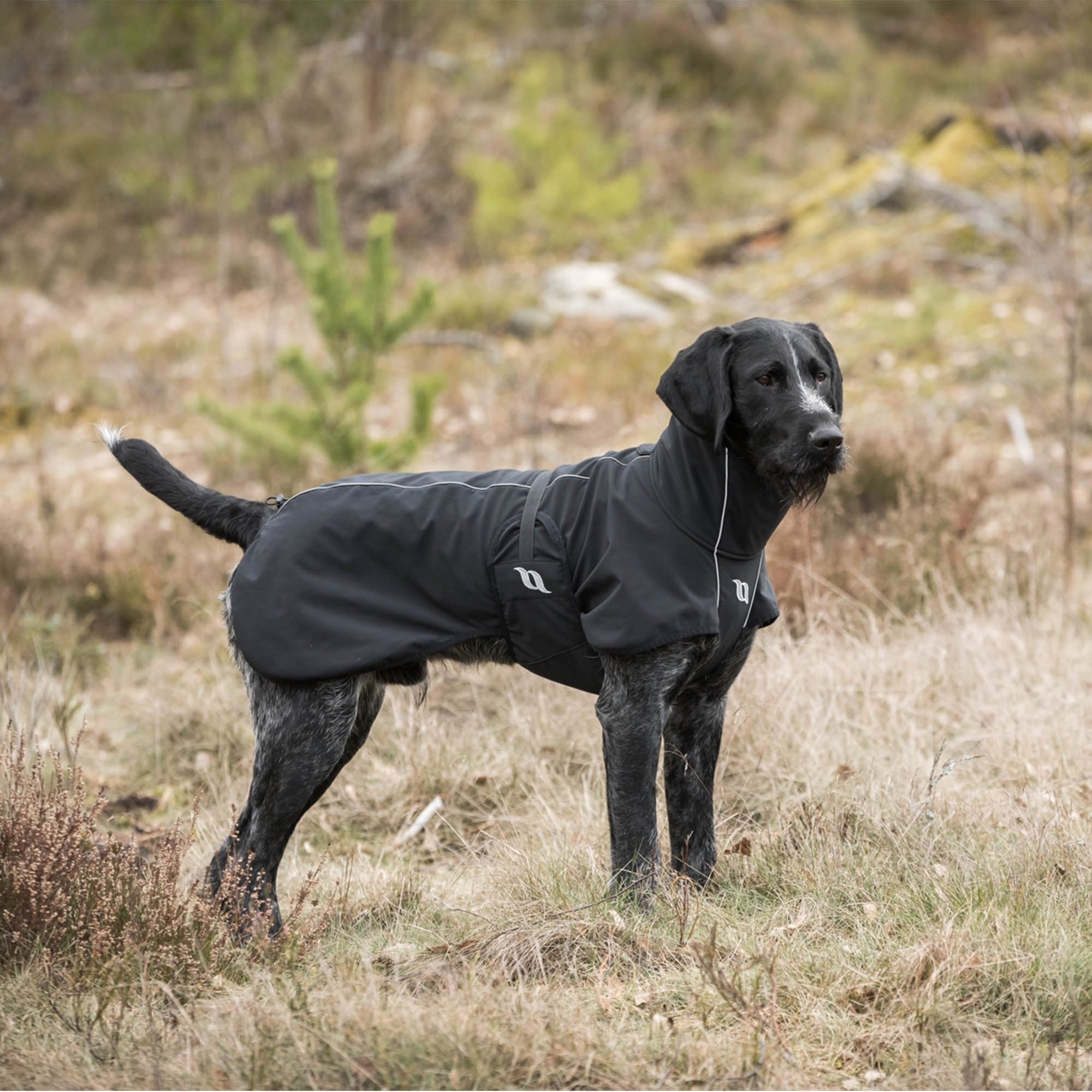 Schwarzer BARK am stehenden Hund im Freien, Seitenansicht