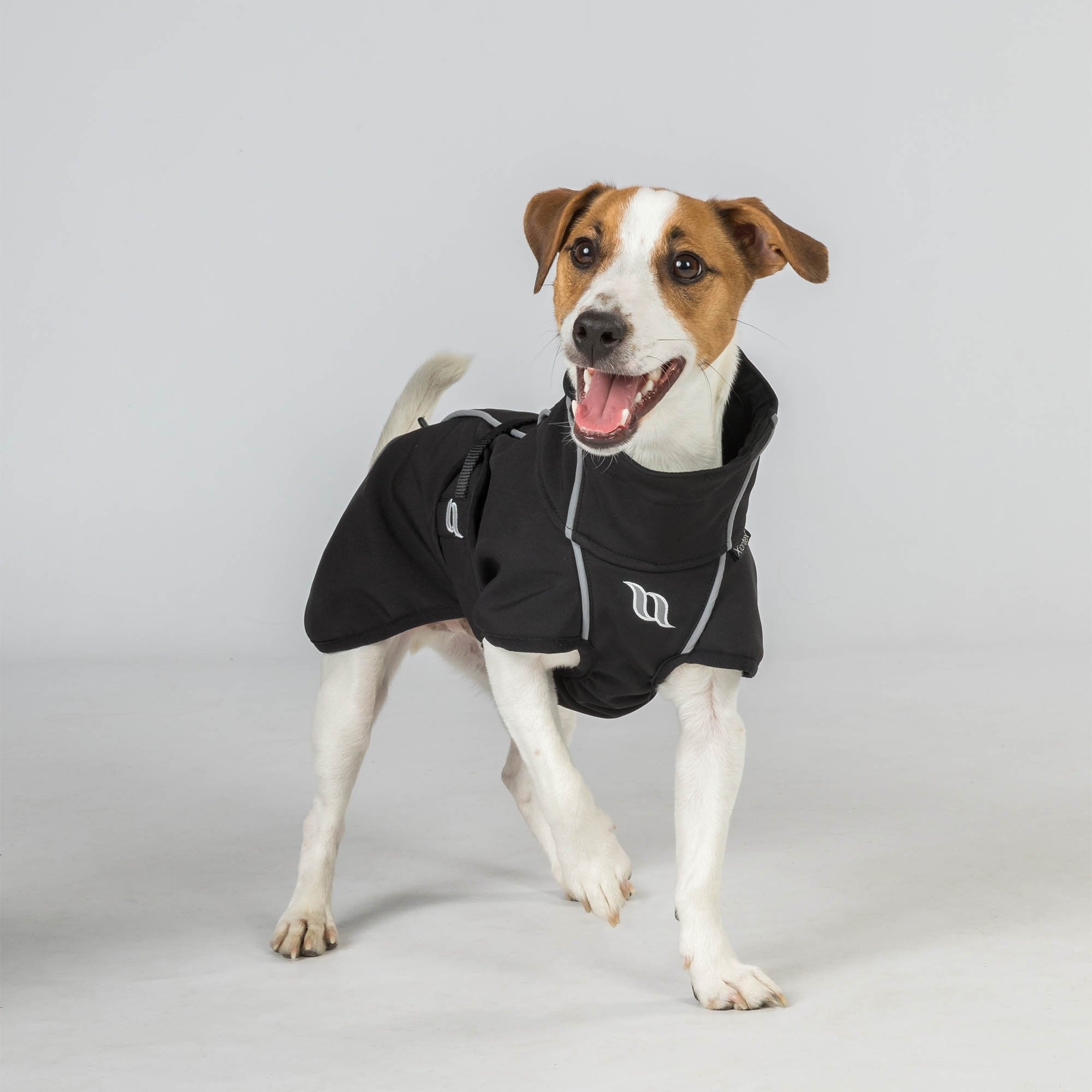 Schwarzer BARK am Terrier, frontale Studio-Trageansicht