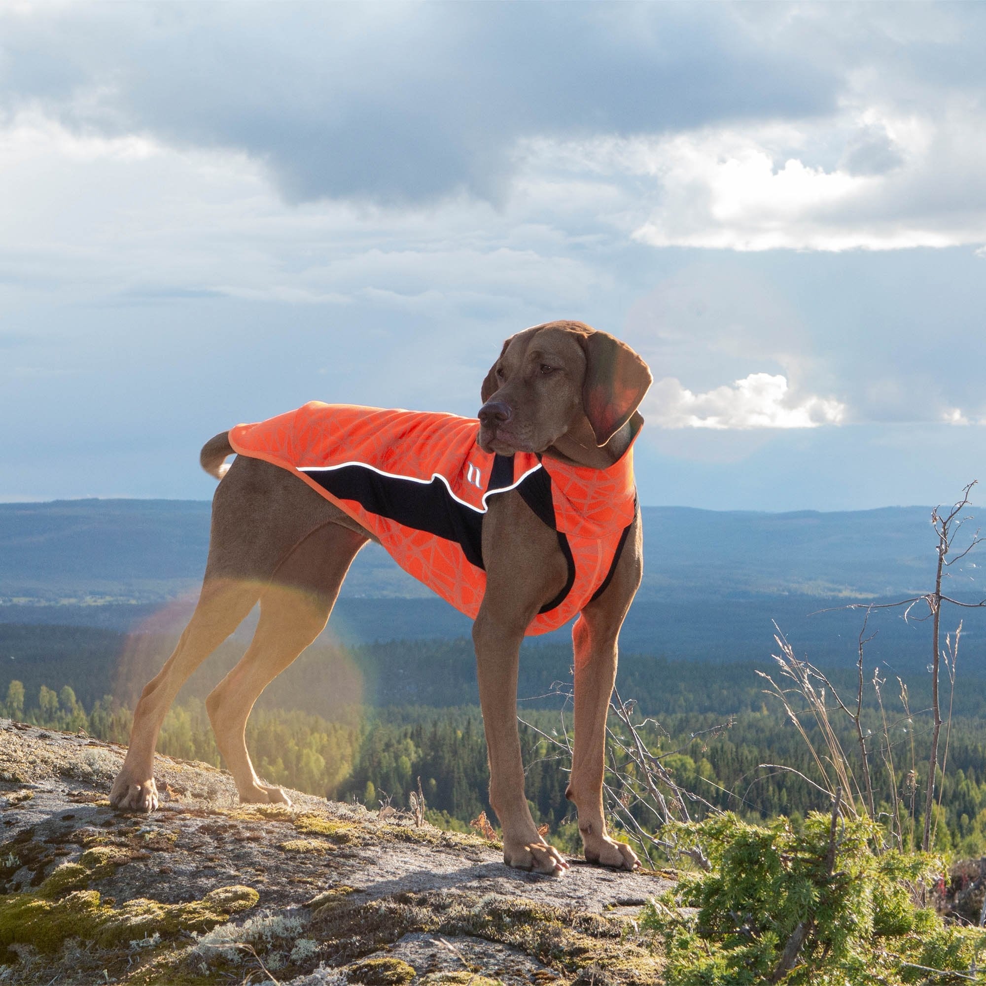 EDDIE 3231 am Hund auf einem Felsen in der Berglandschaft