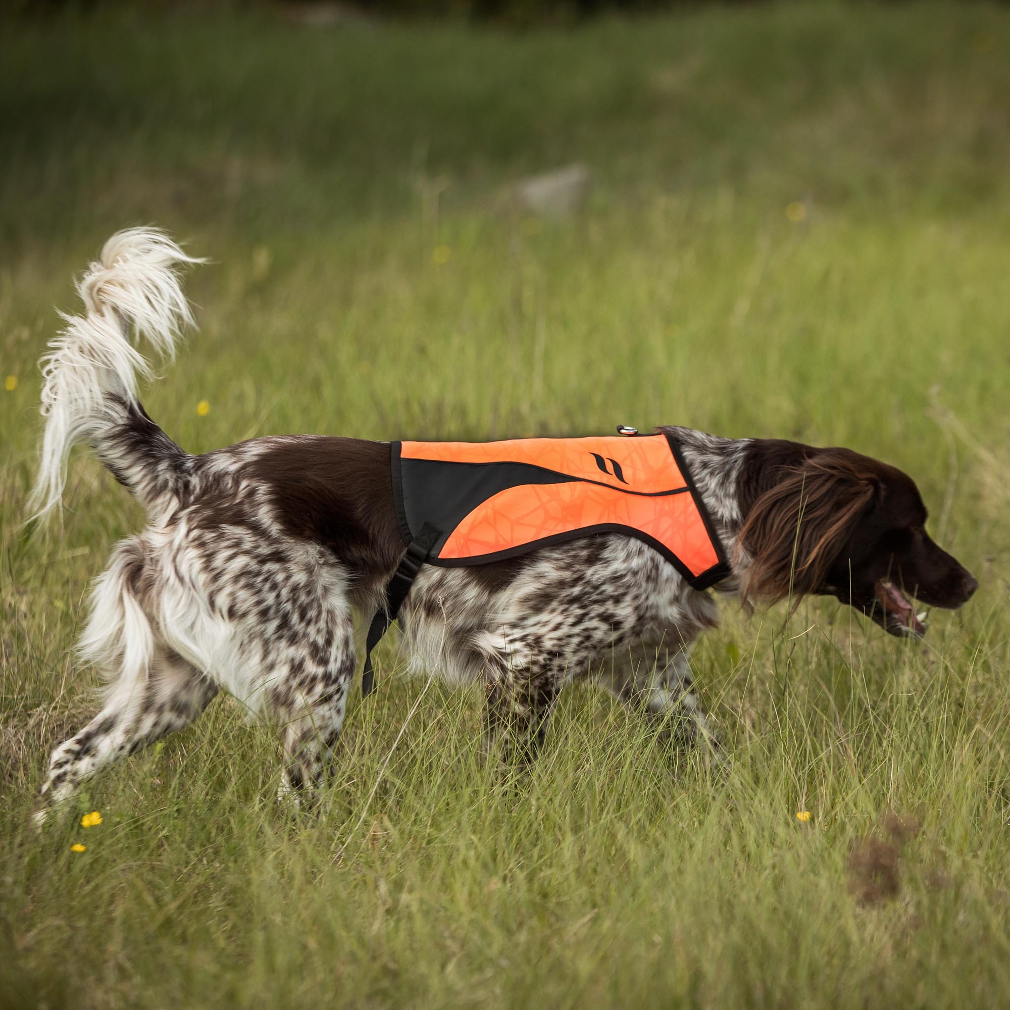 POINT 3233 am laufenden braun-weißen Hund, seitliche Außenansicht